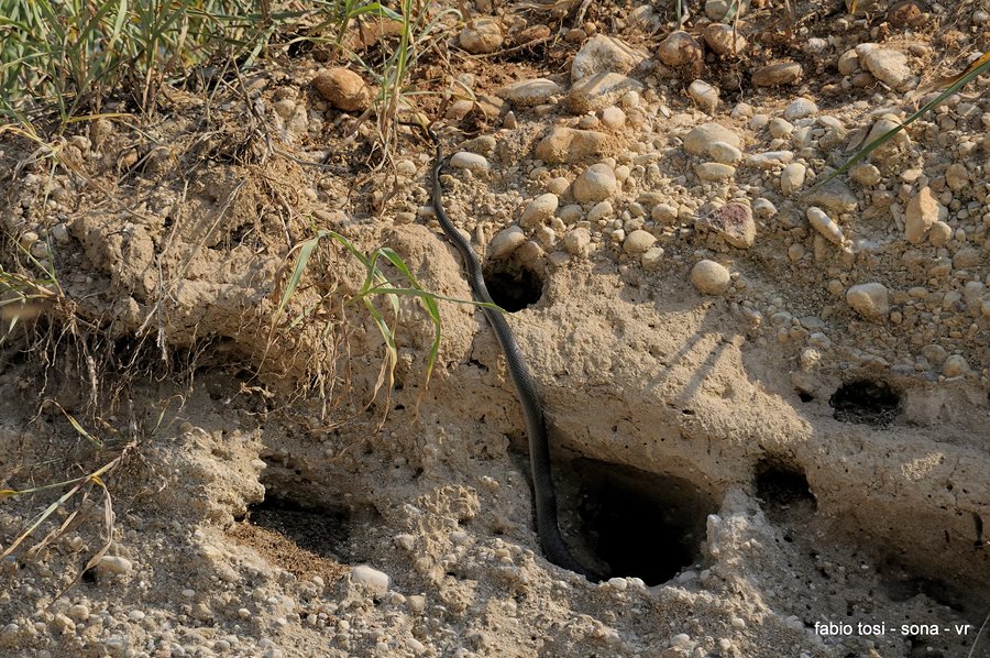 Il caparbio: predazione di biacco (foto-racconto)